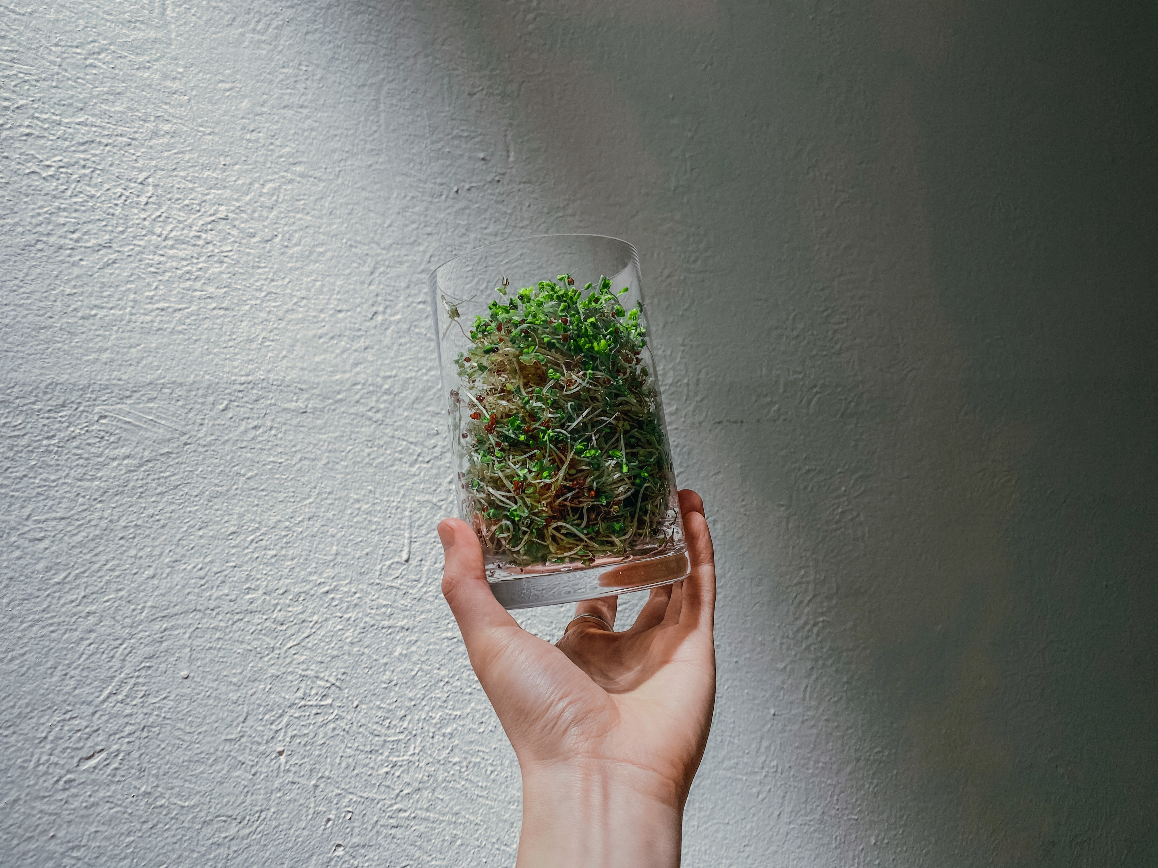 Harvesting sulforaphane from broccoli sprouts.